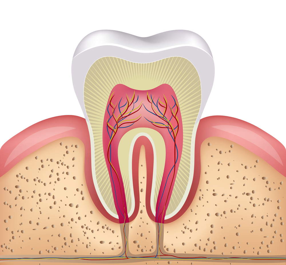Nervio dental